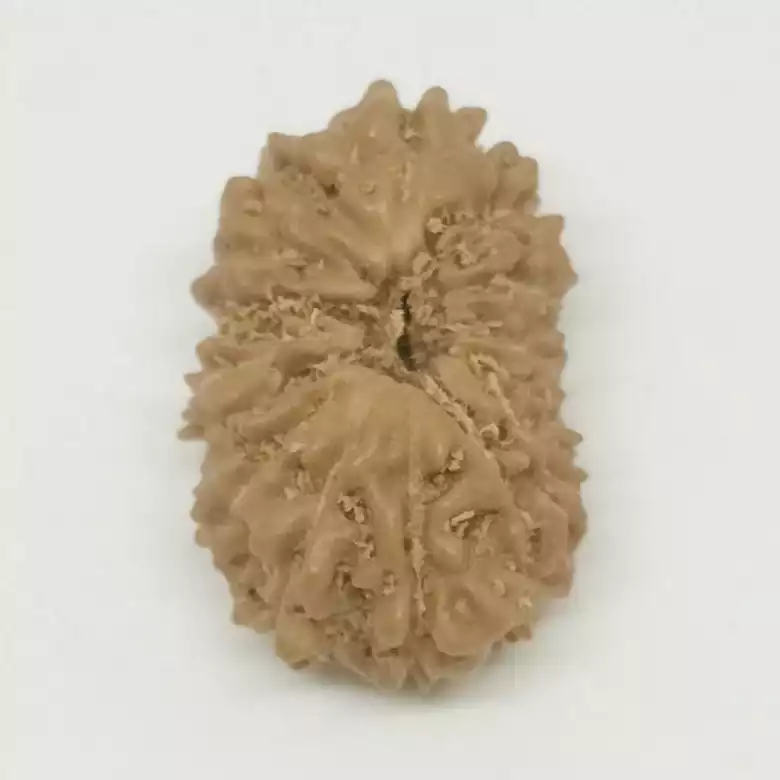 14 Faced Rudraksha - Nepal - Image 5
