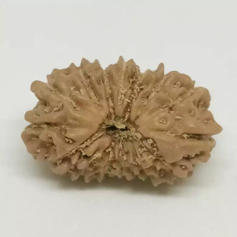 14 Faced Rudraksha - Nepal - Image 6