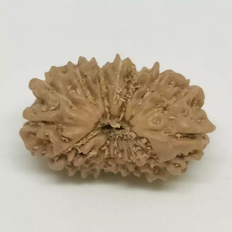 14 Faced Rudraksha - Nepal - Image 7