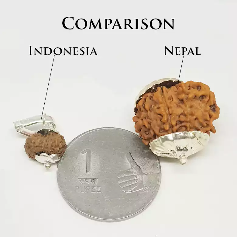 14 Faced Rudraksha - Nepal - Image 8