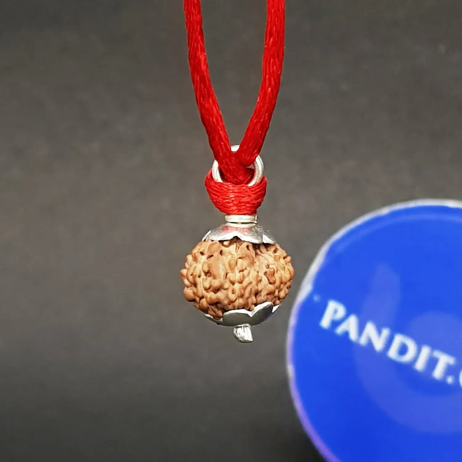 14 Mukhi Rudraksha - Indonesia - Image 3