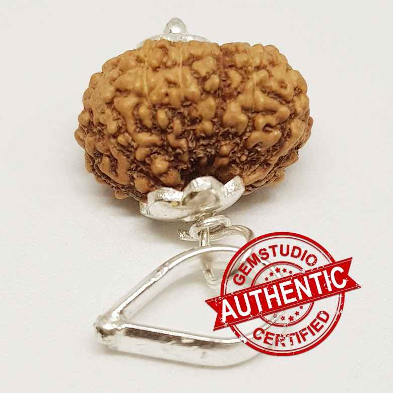 14 Mukhi Rudraksha - Indonesia - Image 4