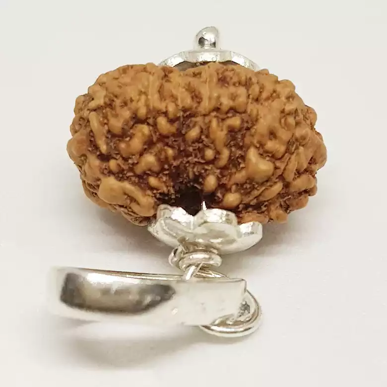 14 Mukhi Rudraksha - Indonesia - Image 5