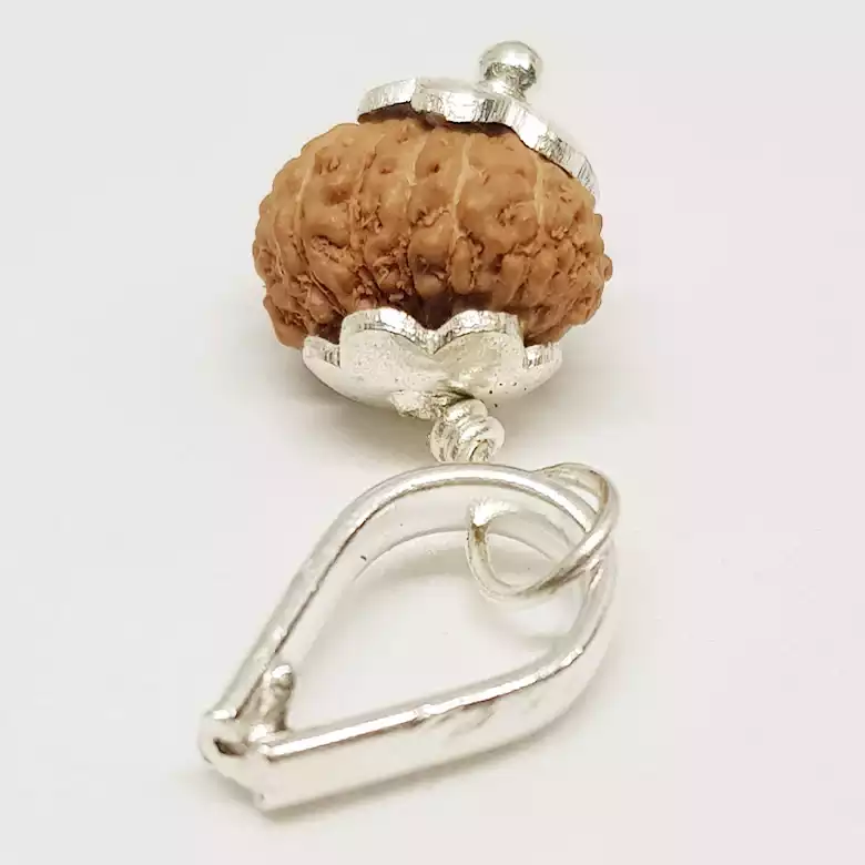 14 Mukhi Rudraksha - Indonesia - Image 6
