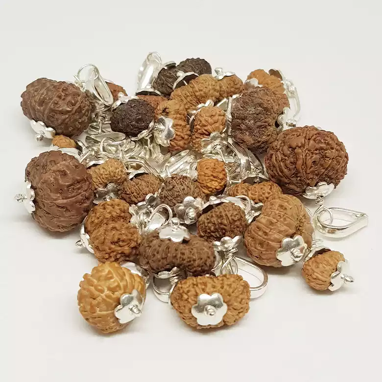 14 Mukhi Rudraksha - Indonesia - Image 7