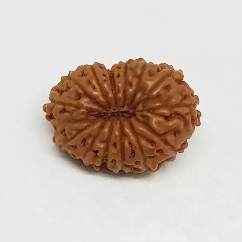 14 Mukhi Rudraksha - Indonesia - Image 8