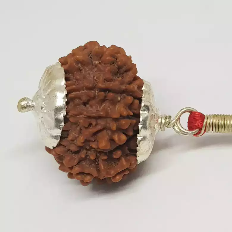 15 Faced Rudraksha - Nepal - Image 3