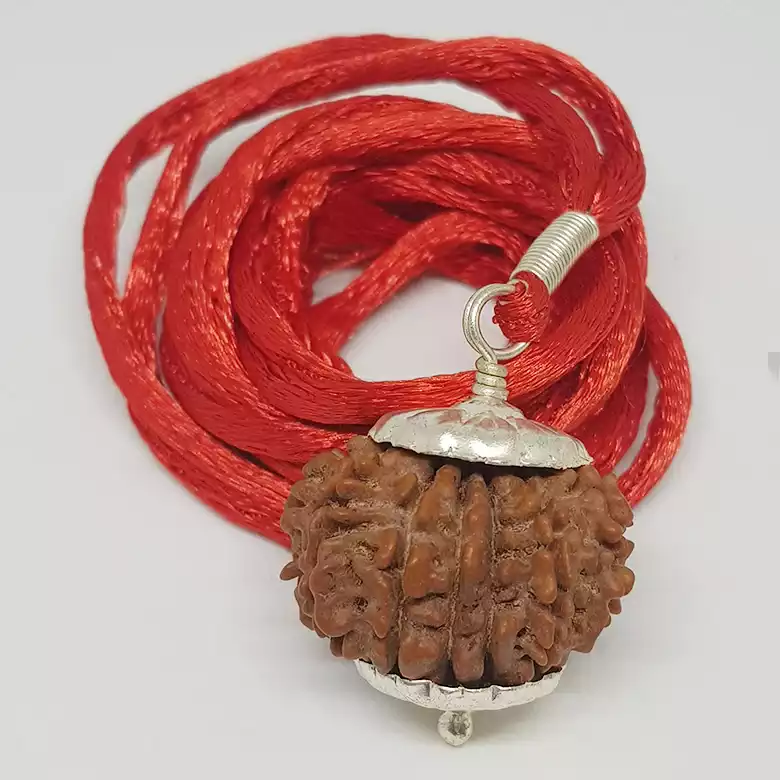 15 Faced Rudraksha - Nepal - Image 4