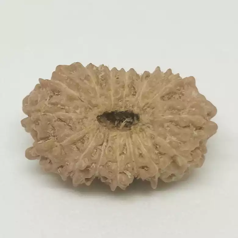 15 Faced Rudraksha - Nepal - Image 5
