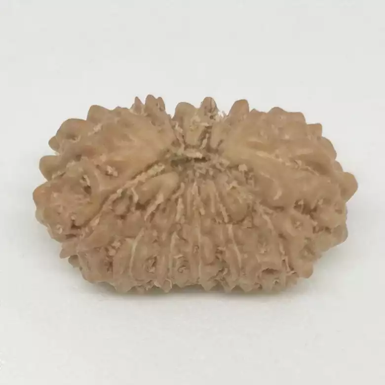 15 Faced Rudraksha - Nepal - Image 6