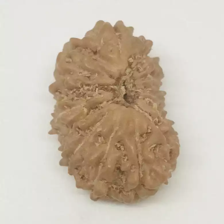 15 Faced Rudraksha - Nepal - Image 7