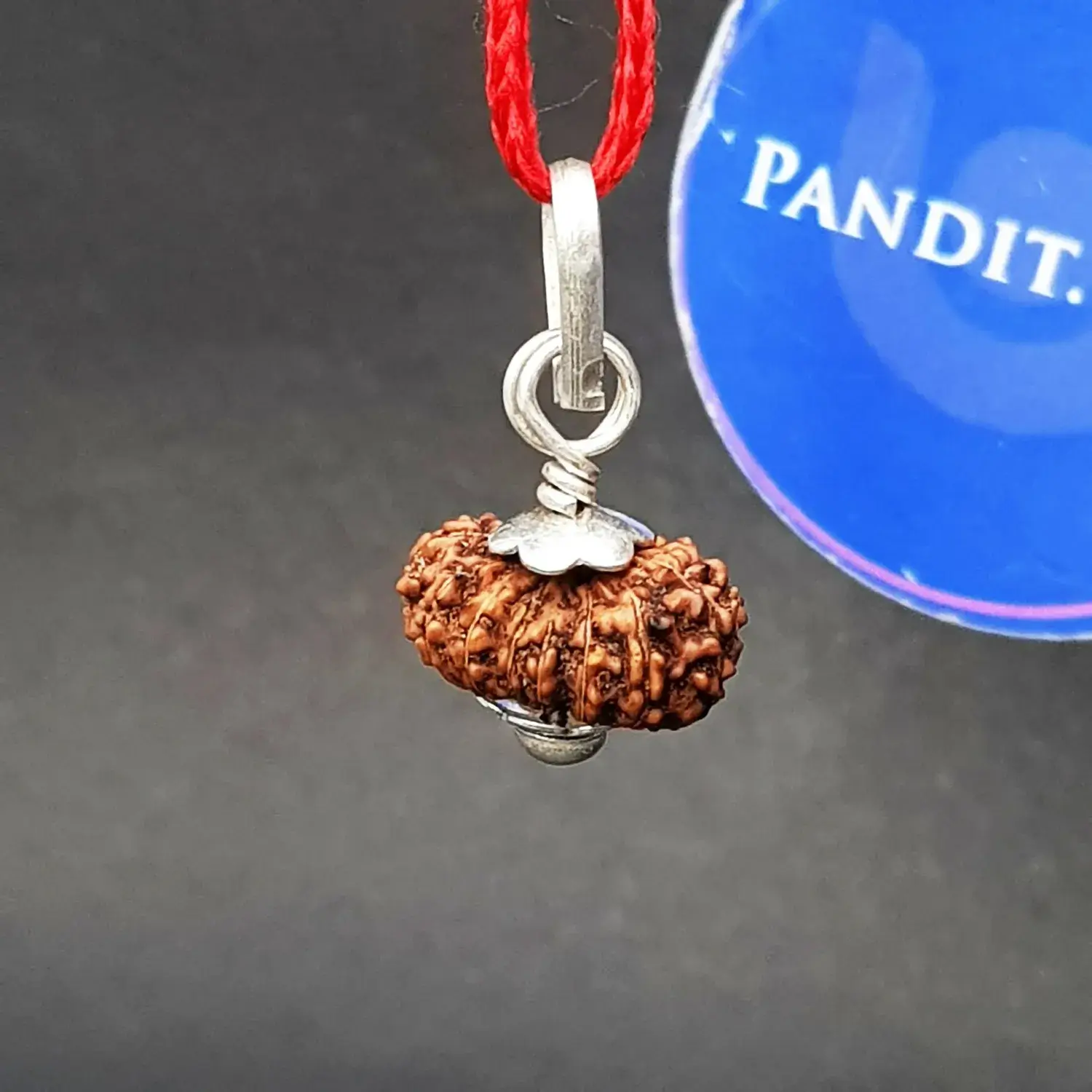 15 Mukhi Rudraksha - Indonesia - Image 3
