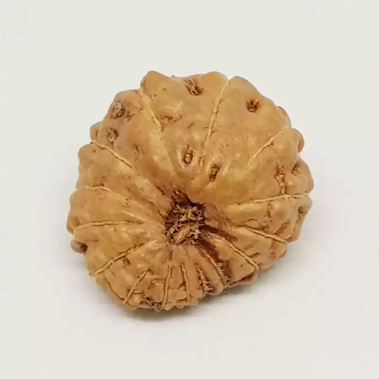 15 Mukhi Rudraksha - Indonesia - Image 4