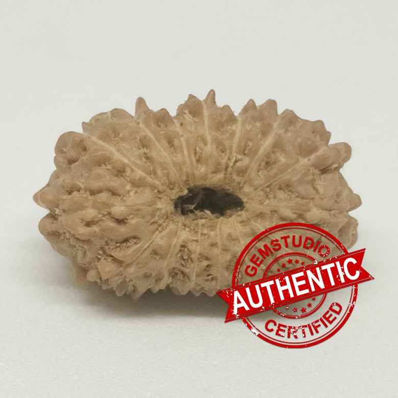 15 Mukhi Rudraksha - Indonesia - Image 5