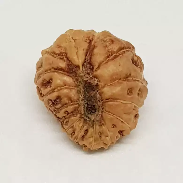 15 Mukhi Rudraksha - Indonesia - Image 6