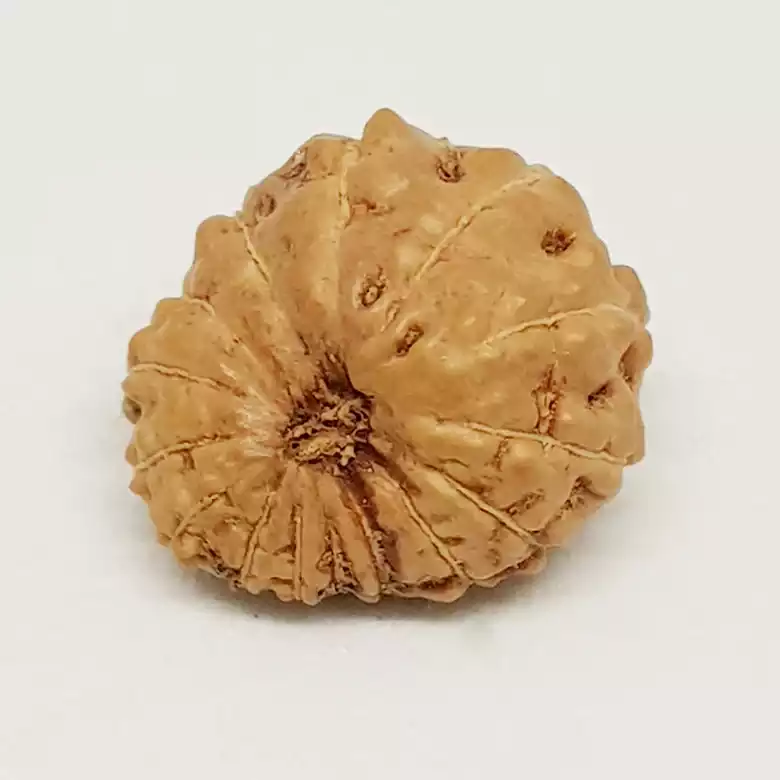 15 Mukhi Rudraksha - Indonesia - Image 7