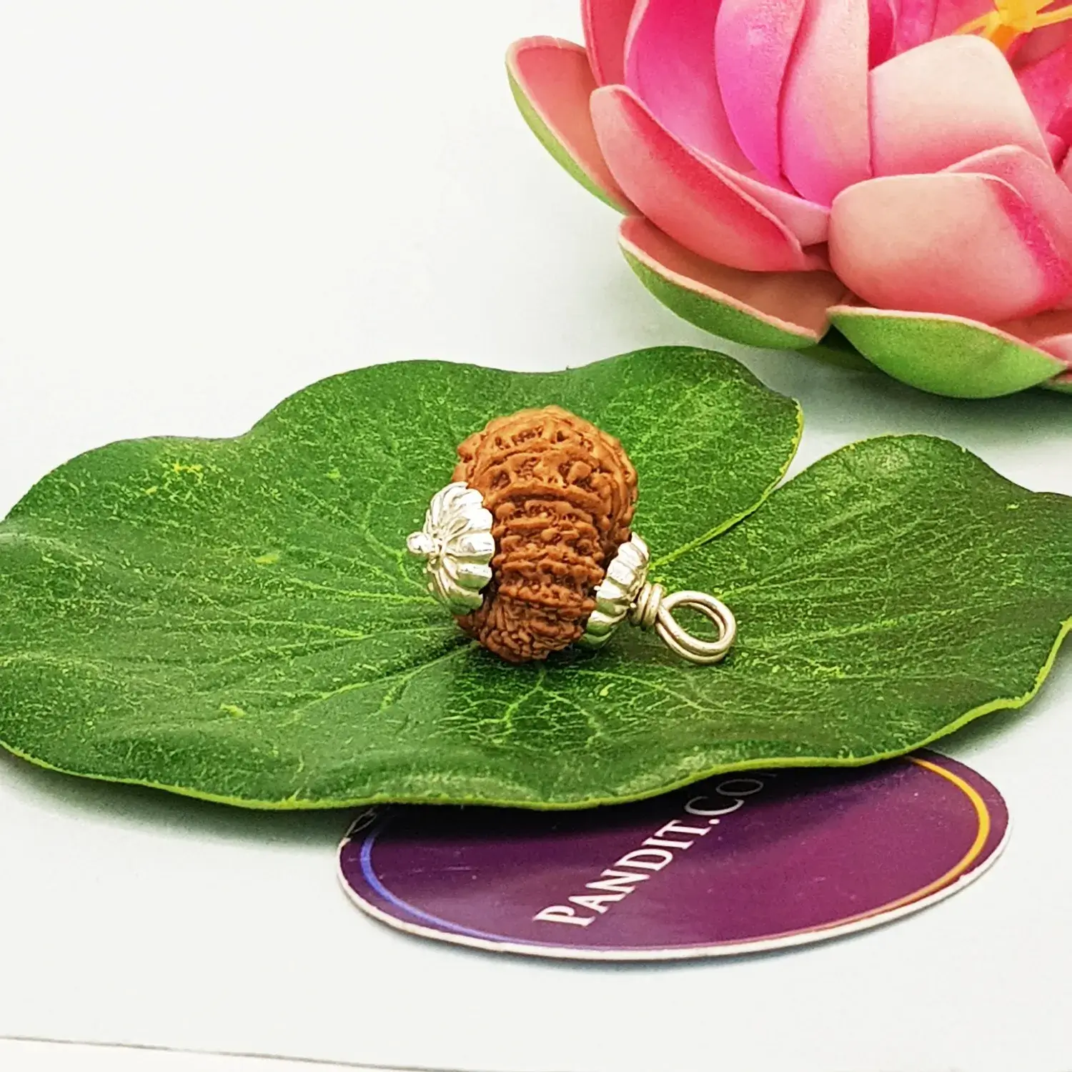 16 Faced Rudraksha – Nepal - Image 3