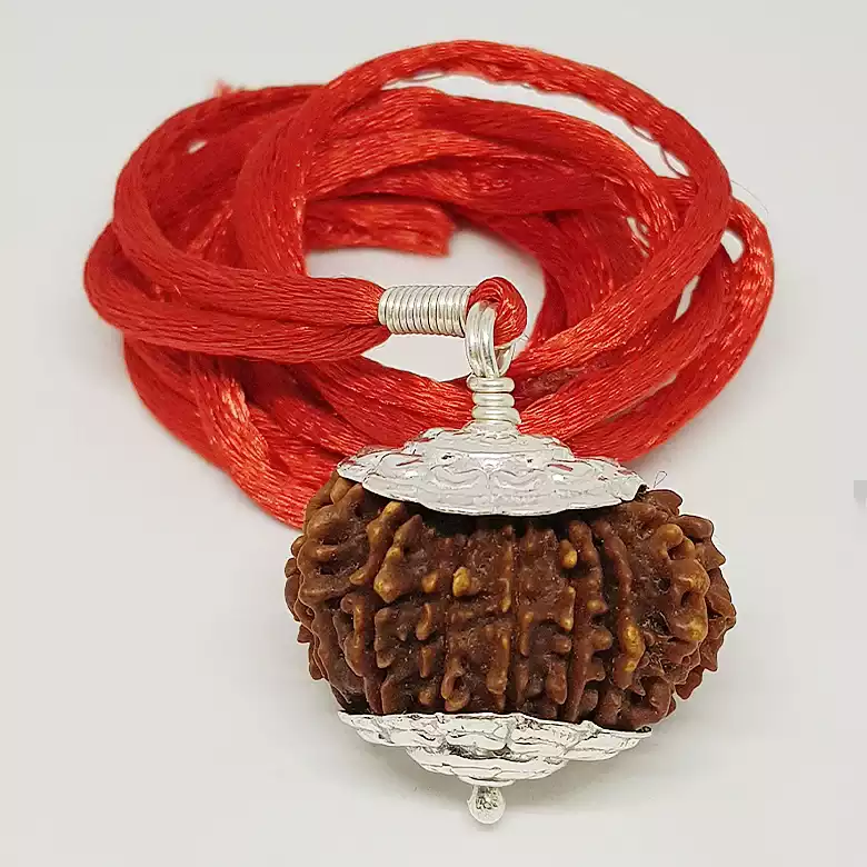 16 Faced Rudraksha – Nepal - Image 7