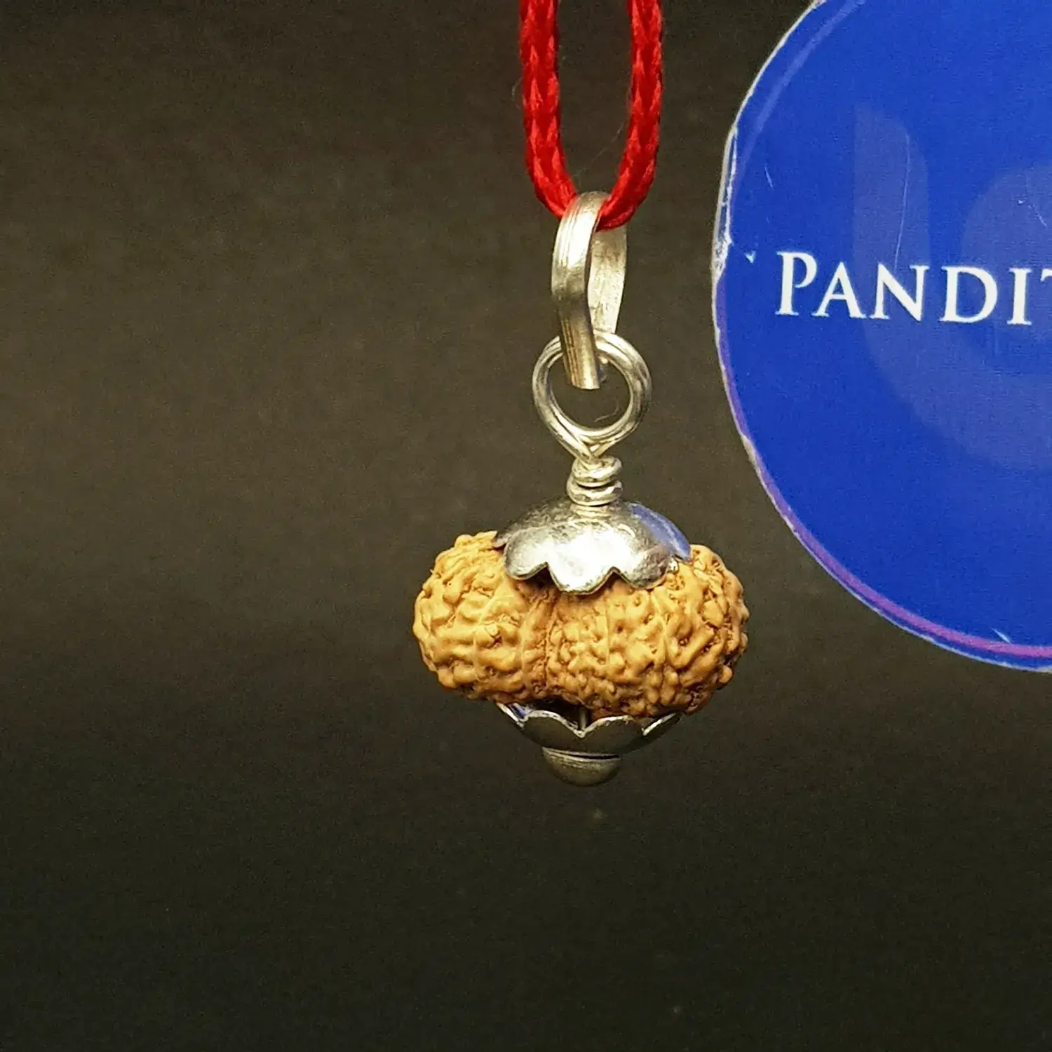 16 Mukhi Rudraksha – Indonesia - Image 3