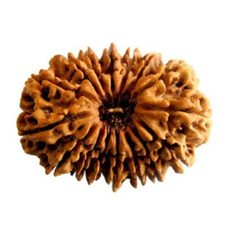 16 Mukhi Rudraksha – Indonesia - Image 4