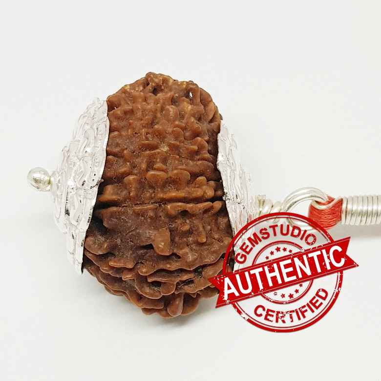 16 Mukhi Rudraksha – Indonesia - Image 5