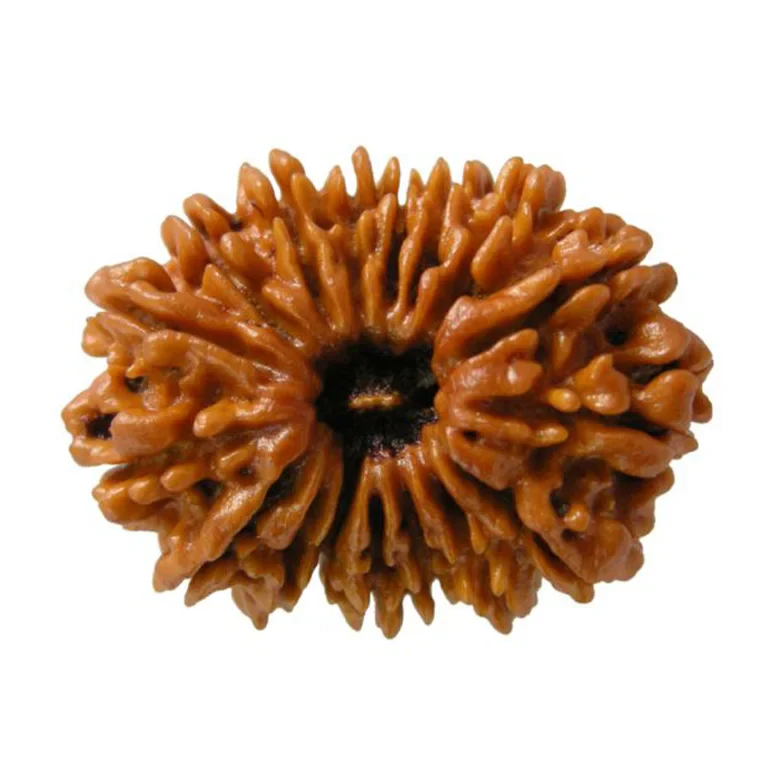 17 Faced Rudraksha – Nepal