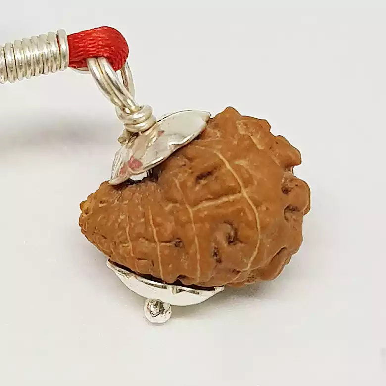 17 Mukhi Rudraksha – Indonesia - Image 3