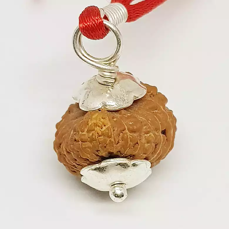 17 Mukhi Rudraksha – Indonesia - Image 4