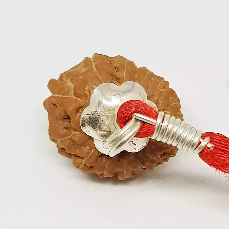 17 Mukhi Rudraksha – Indonesia - Image 5