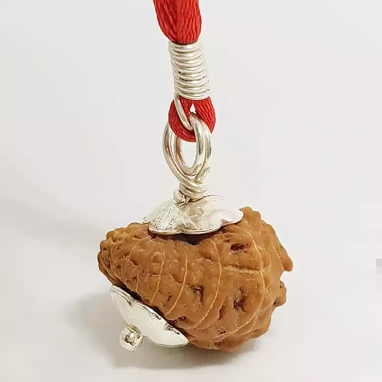 17 Mukhi Rudraksha – Indonesia - Image 6