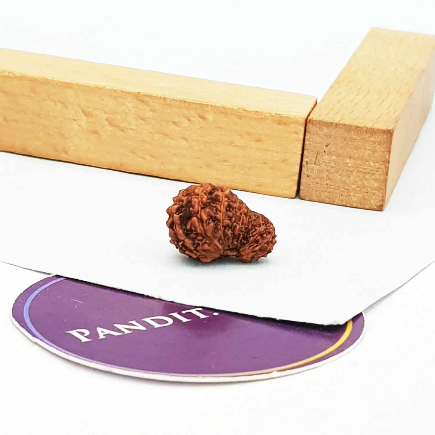 18 Mukhi Rudraksha – Indonesia - Image 3