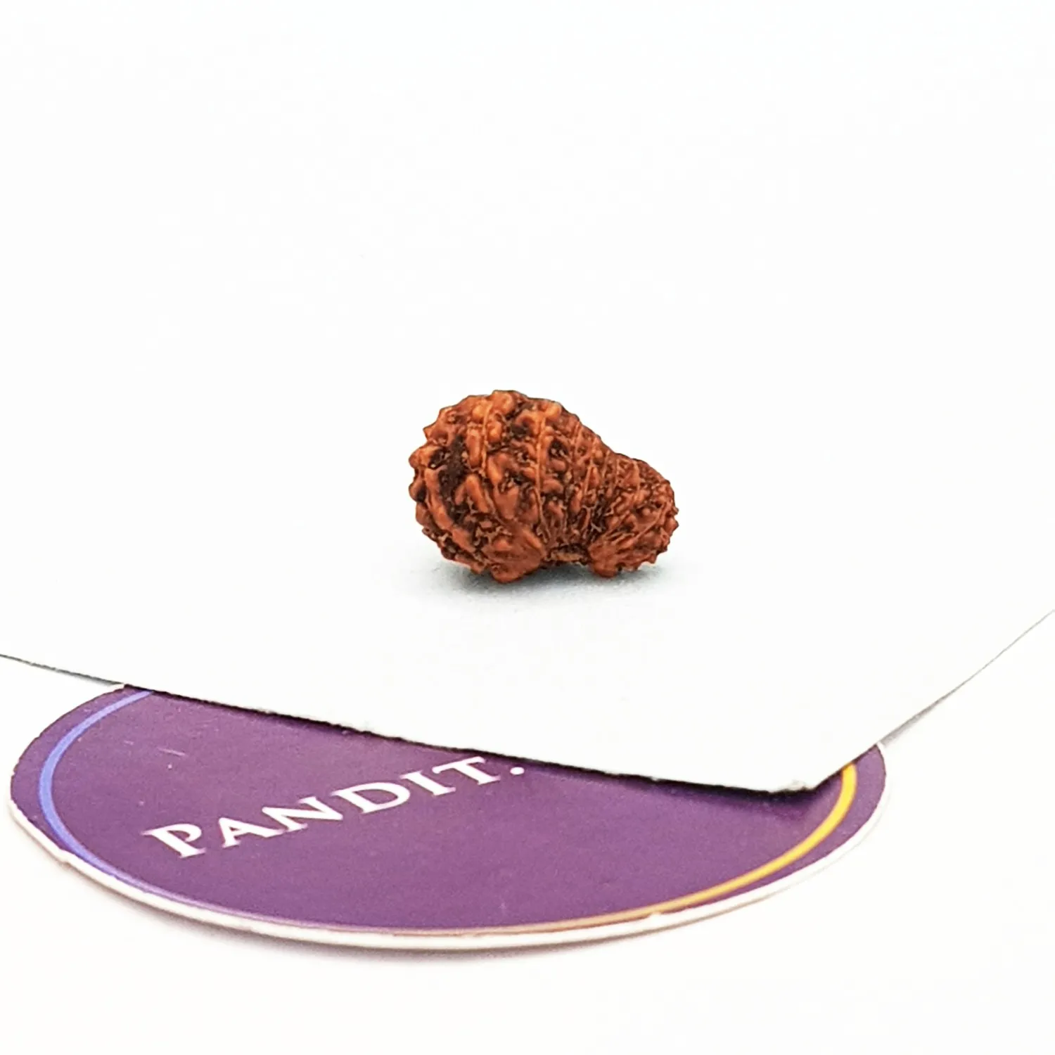 18 Mukhi Rudraksha – Indonesia - Image 4