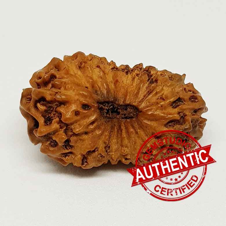 18 Mukhi Rudraksha – Indonesia - Image 5