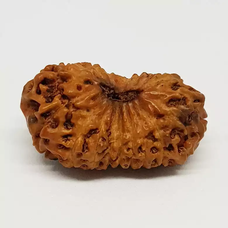 18 Mukhi Rudraksha – Indonesia - Image 6