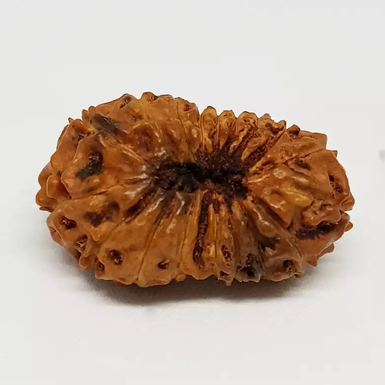 18 Mukhi Rudraksha – Indonesia - Image 7