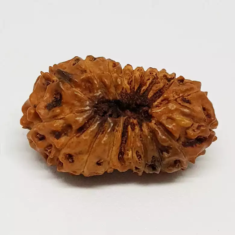 18 Mukhi Rudraksha – Indonesia - Image 8