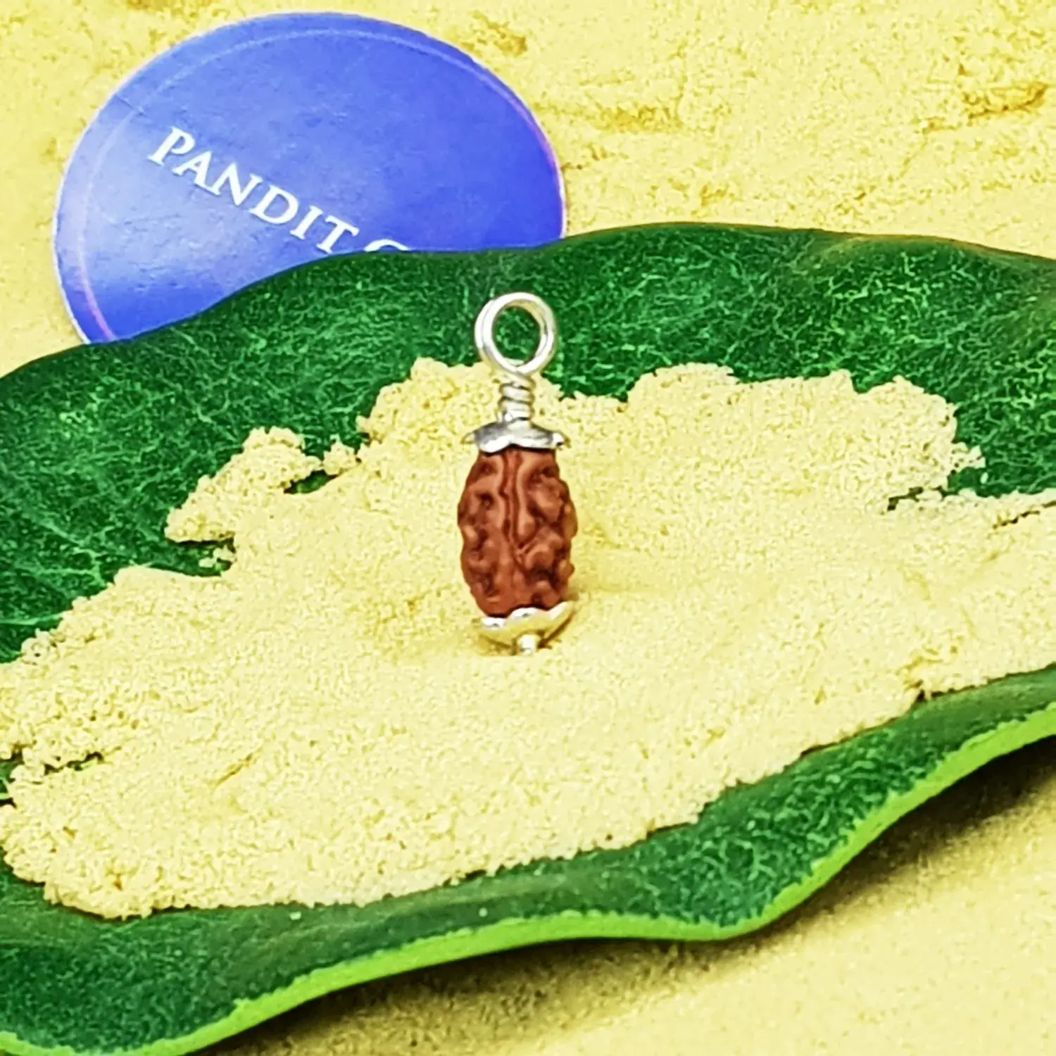 2 Mukhi Rudraksha - Indonesia - Image 3
