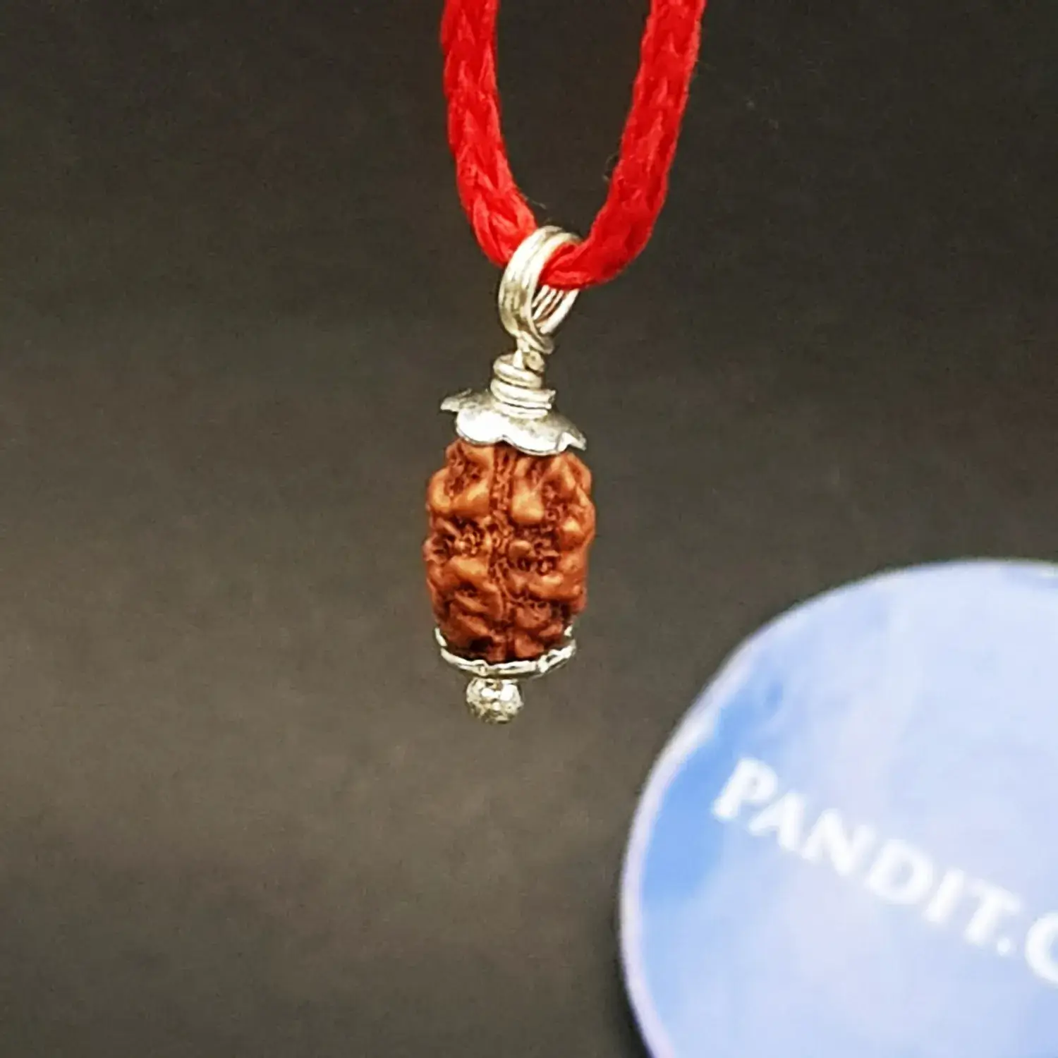 2 Mukhi Rudraksha - Indonesia - Image 4