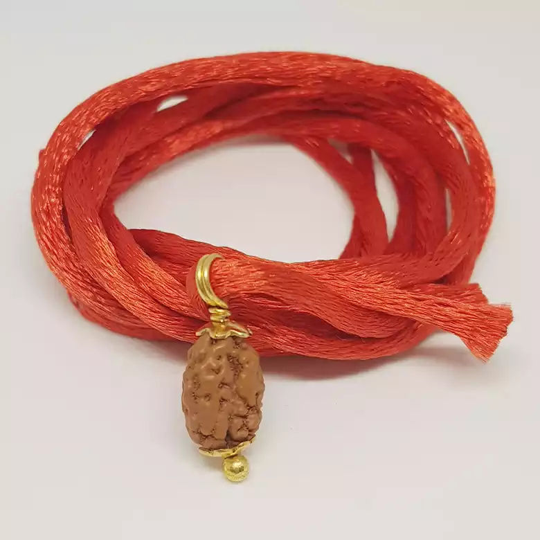 2 Mukhi Rudraksha - Indonesia - Image 6