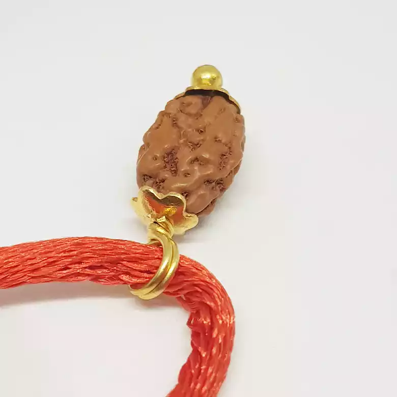 2 Mukhi Rudraksha - Indonesia - Image 7