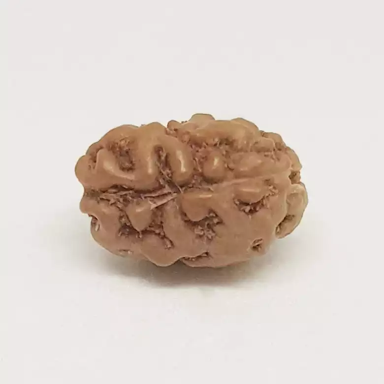 2 Mukhi Rudraksha - Indonesia - Image 8