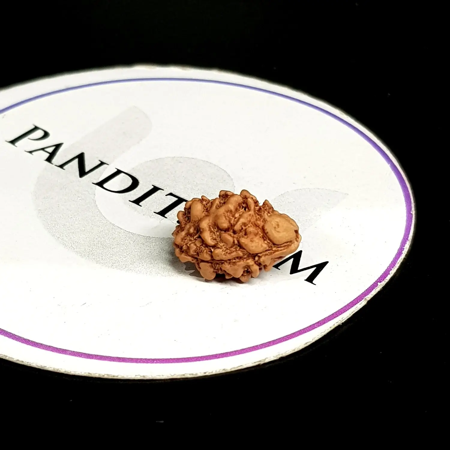 2 Mukhi Rudraksha - Nepal - Image 3
