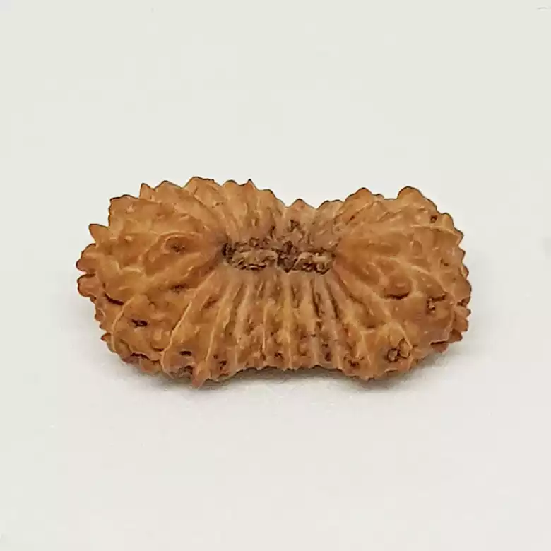 21 Mukhi Rudraksha – Indonesia - Image 3