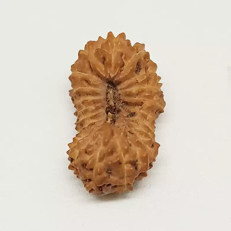 21 Mukhi Rudraksha – Indonesia - Image 4