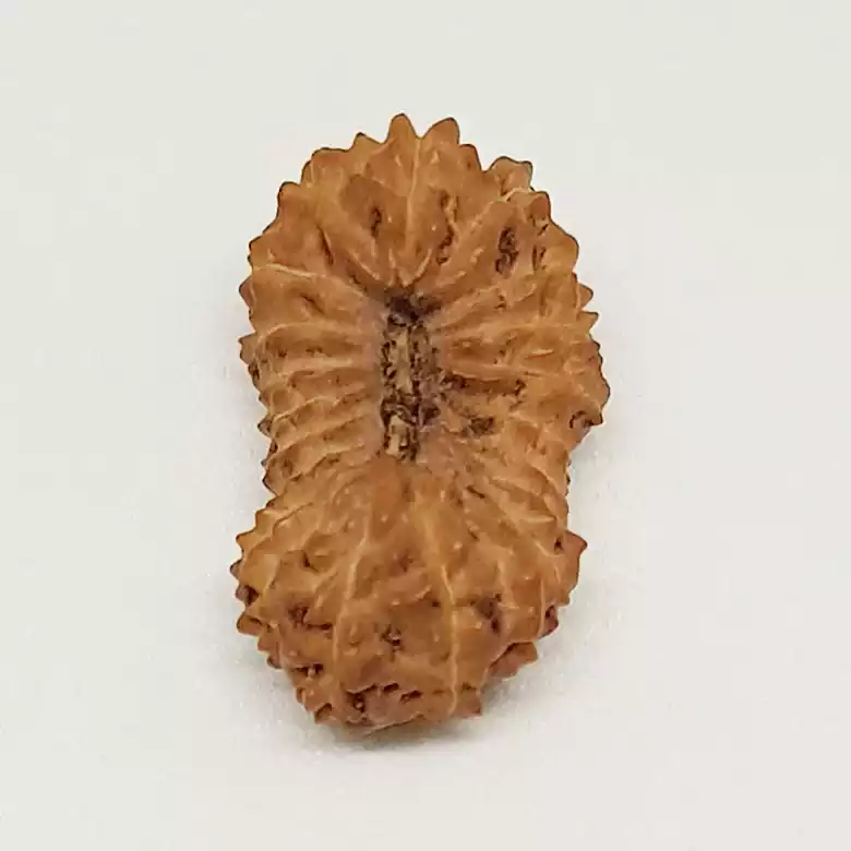 21 Mukhi Rudraksha – Indonesia - Image 5