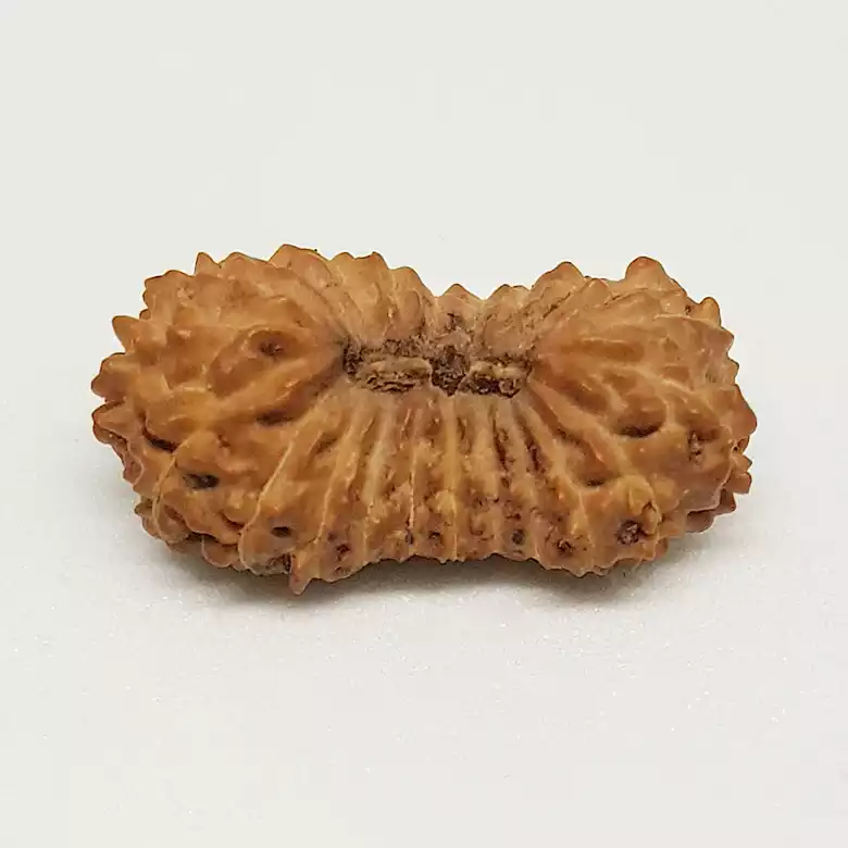 21 Mukhi Rudraksha – Indonesia - Image 6