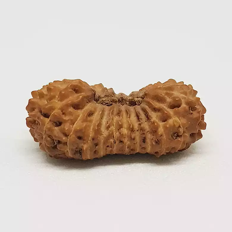21 Mukhi Rudraksha – Indonesia - Image 7