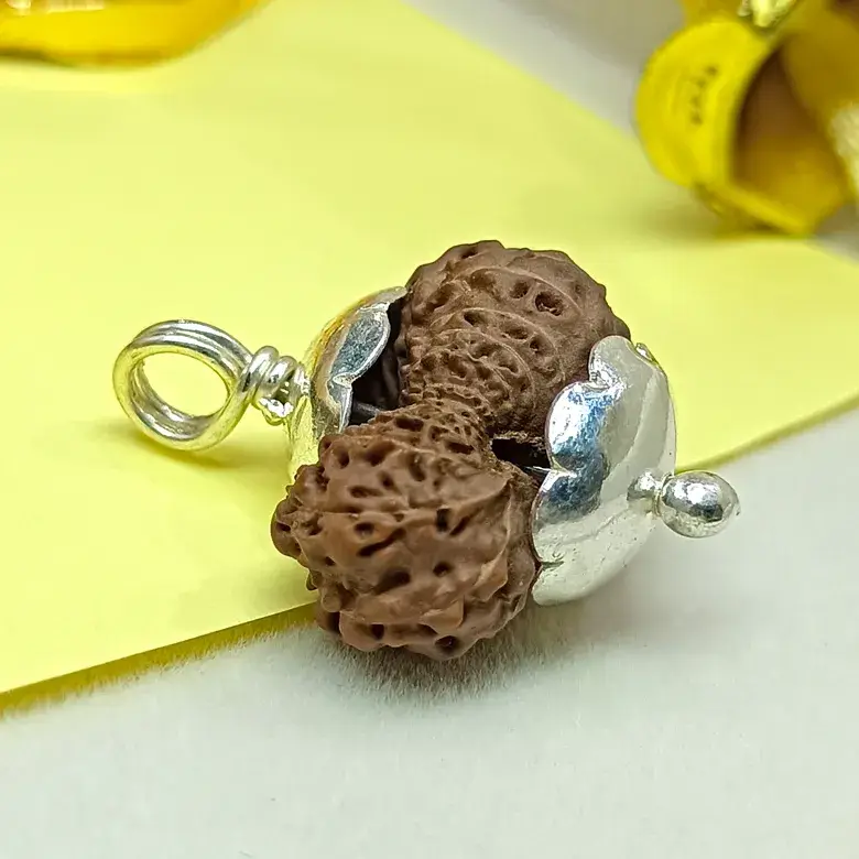 22 Mukhi Rudraksha – Indonesia - Image 3