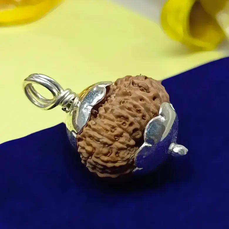23 Mukhi Rudraksha – Indonesia - Image 3