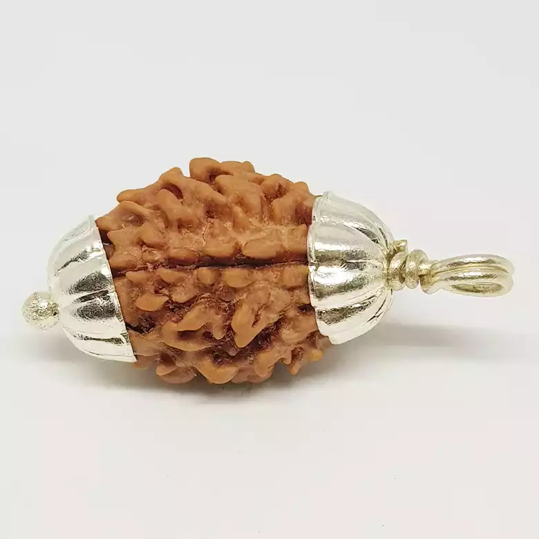 3 Faced Rudraksha - Nepal - Image 6